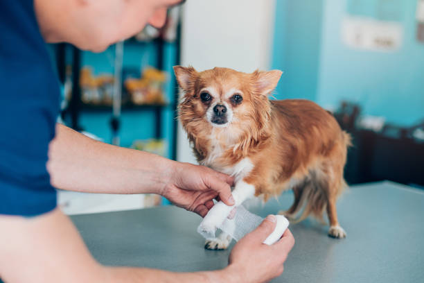 Veterinarian wrapping bandage around a dog's leg